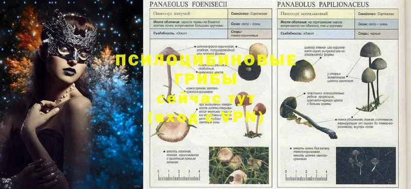 что такое   MEGA вход  Галлюциногенные грибы GOLDEN TEACHER  Кулебаки 